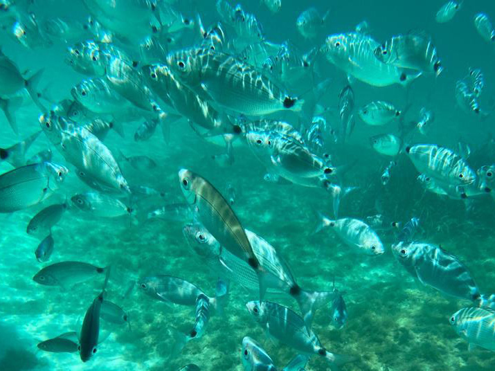 Pesci colorati vicino all'isola di Budelli durante escursione in barca nell'arcipelago di La Maddalena | Fabatour Sardegna