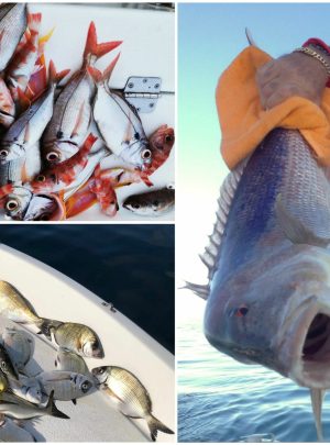 Fishing equipment and catch on a Sardinian boat excursion